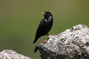 Spotless Starling -Sturnus unicolor- standing on a stone, Exdremadura, Spain, Europe Spotless Starling -Sturnus unicolor- standing on a stone, Exdremadura, Spain, Europe