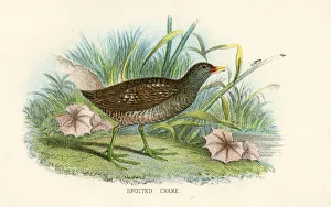 Spotted crake birds from Great Britain 1897 Spotted crake birds from Great Britain 1897