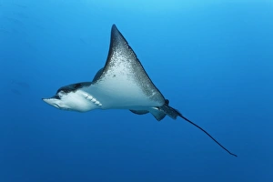 Spotted eagle ray -Aetobatus narinari-, embudu Embudu , Indian Ocean, Tilla Spotted eagle ray -Aetobatus narinari-, embudu Embudu , Indian Ocean, Tilla
