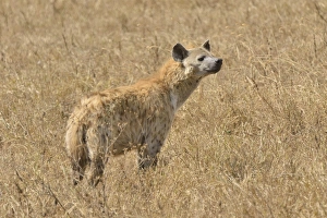 Spotted Hyena -Crocuta crocuta- in the Ngorongoro Crater, Ngorongoro Conservation Area Spotted Hyena -Crocuta crocuta- in the Ngorongoro Crater, Ngorongoro Conservation Area