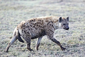 Spotted Hyena or Laughing Hyena -Crocuta crocuta-, Serengeti, Tanzania, Africa Spotted Hyena or Laughing Hyena -Crocuta crocuta-, Serengeti, Tanzania, Africa