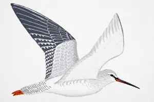 Spotted Redshank (Tringa erythropus), adult Spotted Redshank (Tringa erythropus), adult