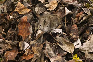 Spotted sandpiper chick (Actitis macularia) camouflaged in dead leaves Spotted sandpiper chick (Actitis macularia) camouflaged in dead leaves