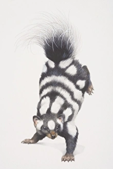 Spotted Skunk (spilogale putorius) leaping forward with its back feet up in the air Spotted Skunk (spilogale putorius) leaping forward with its back feet up in the air