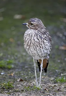 Spotted Thick-knee, Burhinus capensis, Spotted Dikkop or Cape Thick-knee Spotted Thick-knee, Burhinus capensis, Spotted Dikkop or Cape Thick-knee