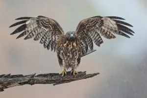 Spreading Hawk Spreading Hawk