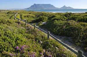 Spring flowers on coastal walk at sunset beach, Cape Town, Western Cape Province, South Africa Spring flowers on coastal walk at sunset beach, Cape Town, Western Cape Province, South Africa