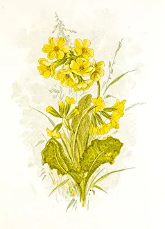Spring flowers composition 19 century illustration Spring flowers composition 19 century illustration