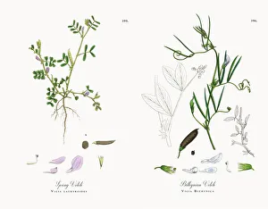 Spring Vetch, Vicia lathyroides, Victorian Botanical Illustration, 1863 Spring Vetch, Vicia lathyroides, Victorian Botanical Illustration, 1863