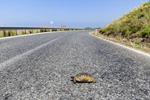 Spur-thighed tortoise -Testudo graeca- on road, Gazipasa, Antalya province, Turkey Spur-thighed tortoise -Testudo graeca- on road, Gazipasa, Antalya province, Turkey