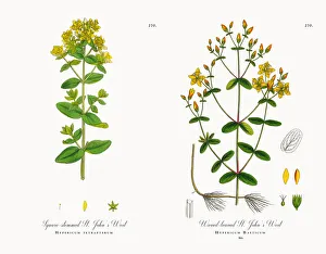 Square-stemmed St. Johnas Wort, Hypericum tetrapterum, Victorian Botanical Illustration Square-stemmed St. Johnas Wort, Hypericum tetrapterum, Victorian Botanical Illustration
