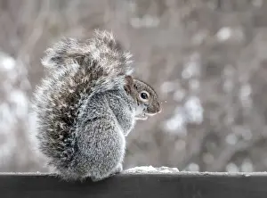 Grey Squirrel Winter Print