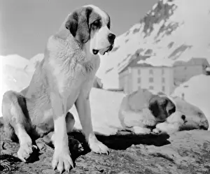 St Bernard Dog Breed Prints: St Bernards