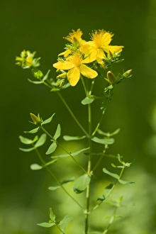 St. Johns Wort, Tiptons Weed or Chase-devil -Hypericum perforatum-, a medicinal plant St. Johns Wort, Tiptons Weed or Chase-devil -Hypericum perforatum-, a medicinal plant