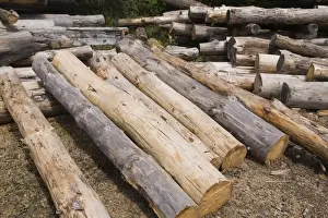 Coniferous Tree Trunks Prints: Stack of Eastern white pine tree logs, Laurentians, Quebec, Canada
