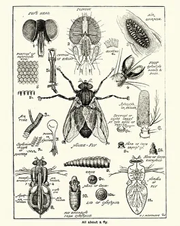 Digital vision vectors/insect lithographs/stages anatomy house fly Digital vision vectors/insect lithographs/stages anatomy house fly