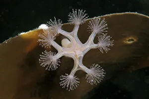 Stalked Jellyfish -Lucernaria quadricornis-, White Sea, Karelia, Russia Stalked Jellyfish -Lucernaria quadricornis-, White Sea, Karelia, Russia