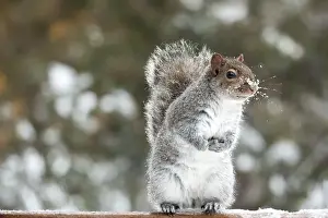 Images Dated 30th December 2015: Grey Squirrel Standing Print