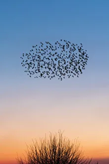 Travel imagery/travel photographer collections john finney photography/starling murmurations kent sunset sky uk Travel imagery/travel photographer collections john finney photography/starling murmurations kent sunset sky uk