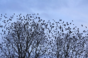 Starlings -Sturnus vulgaris-, flock, return of migratory birds in spring, Eckental Starlings -Sturnus vulgaris-, flock, return of migratory birds in spring, Eckental
