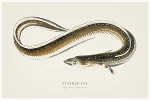 Starred Eel illustration 1856 Starred Eel illustration 1856