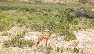 The steenbok (Raphicerus campestris) is a common small antelope of southern and eastern Africa The steenbok (Raphicerus campestris) is a common small antelope of southern and eastern Africa