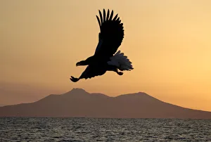 Steller's sea eagle flying over Rausu harbour Steller's sea eagle flying over Rausu harbour