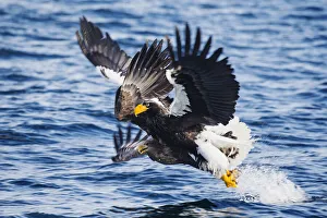 Two Steller's sea eagles collide while an attempt fishing Two Steller's sea eagles collide while an attempt fishing