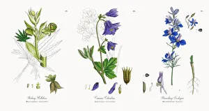 Stinking Hellebore, Helleborus foetidus, Victorian Botanical Illustration, 1863 Stinking Hellebore, Helleborus foetidus, Victorian Botanical Illustration, 1863