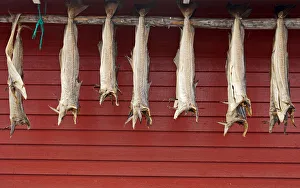 Stockfish Stockfish