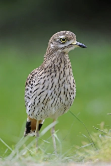 Stone Curlew or Eurasian Stone-curlew -Burhinus oedicnemus- Stone Curlew or Eurasian Stone-curlew -Burhinus oedicnemus-