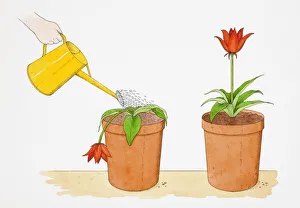Straight-stemmed red flower growing in terracotta pot, identical potted flower droopingly wilting being watered with Straight-stemmed red flower growing in terracotta pot, identical potted flower droopingly wilting being watered with