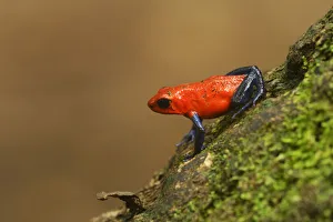 Strawberry Poison Frog -Dendrobates pumilio-, Tenorio Volcano National Park, Costa Rica Strawberry Poison Frog -Dendrobates pumilio-, Tenorio Volcano National Park, Costa Rica