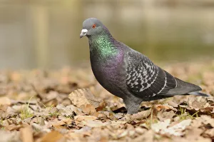 Street pigeon -Columba livia forma domestica- Street pigeon -Columba livia forma domestica-