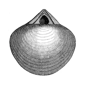 Stringocephalus is an extinct genus of large brachiopods Stringocephalus is an extinct genus of large brachiopods