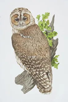 Strix aluco, Tawny Owl perched on tree branch Strix aluco, Tawny Owl perched on tree branch