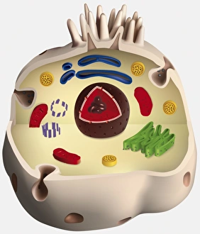 Structure of an animal cell, digital illustration Structure of an animal cell, digital illustration