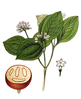 Strychnos nux-vomica, the strychnine tree, also known as nux vomica, poison nut, semen strychnos Strychnos nux-vomica, the strychnine tree, also known as nux vomica, poison nut, semen strychnos
