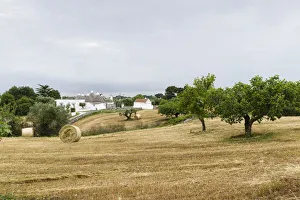 Stubblefield with Trulli buildings at the back, round houses typical for the region, near Martina Franca, Valle dItria Stubblefield with Trulli buildings at the back, round houses typical for the region, near Martina Franca, Valle dItria