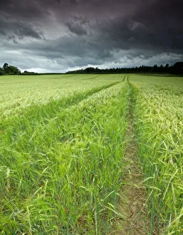 Stunning Barley field Field in Summer with Stormy Sky Stunning Barley field Field in Summer with Stormy Sky