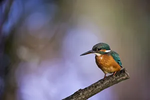 A stunning Kingfisher with a colorful out of focus woodland background A stunning Kingfisher with a colorful out of focus woodland background