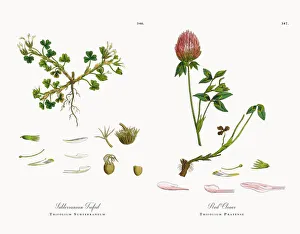 Subterranean Trefoil, Trifolium Subterraneum, Victorian Botanical Illustration, 1863 Subterranean Trefoil, Trifolium Subterraneum, Victorian Botanical Illustration, 1863