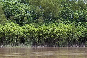 Successional forest on the banks of the Tambopata River, Tambopata Nature Reserve Successional forest on the banks of the Tambopata River, Tambopata Nature Reserve