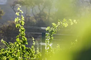 Sun-drenched vines backlit on Buitenverwachting Wine Estate. Constantia Cape Town. RSA Sun-drenched vines backlit on Buitenverwachting Wine Estate. Constantia Cape Town. RSA