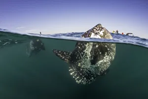 Sunfish Above and Below Sunfish Above and Below