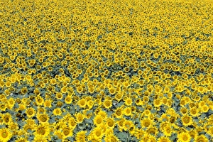 Sunflower field, Common sunflowers -Helianthus annuus- Sunflower field, Common sunflowers -Helianthus annuus-