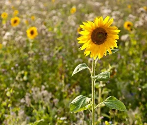 Sunflower -Helianthus annuus- on the edge of a field Sunflower -Helianthus annuus- on the edge of a field