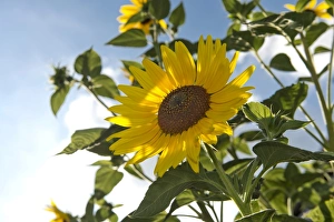 Sunflower -Helianthus annuus-, Stuttgart, Baden-Wuerttemberg, Germany, Europe Sunflower -Helianthus annuus-, Stuttgart, Baden-Wuerttemberg, Germany, Europe