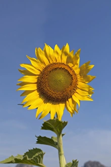 Sunflower -Helianthus annuus-, Thailand, Asia Sunflower -Helianthus annuus-, Thailand, Asia