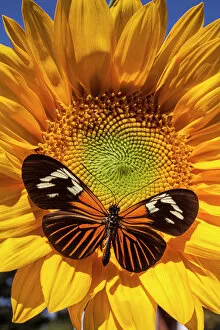 photographers/garry gay photography/sunflower speckled butterfly